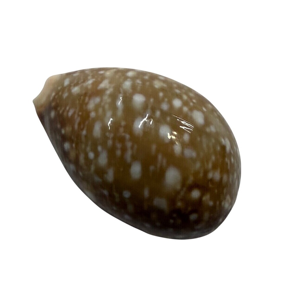 Natural Cypraea Pantherina Cowrie Shell 2.5 Inch Spotted Brown White Sea Shell